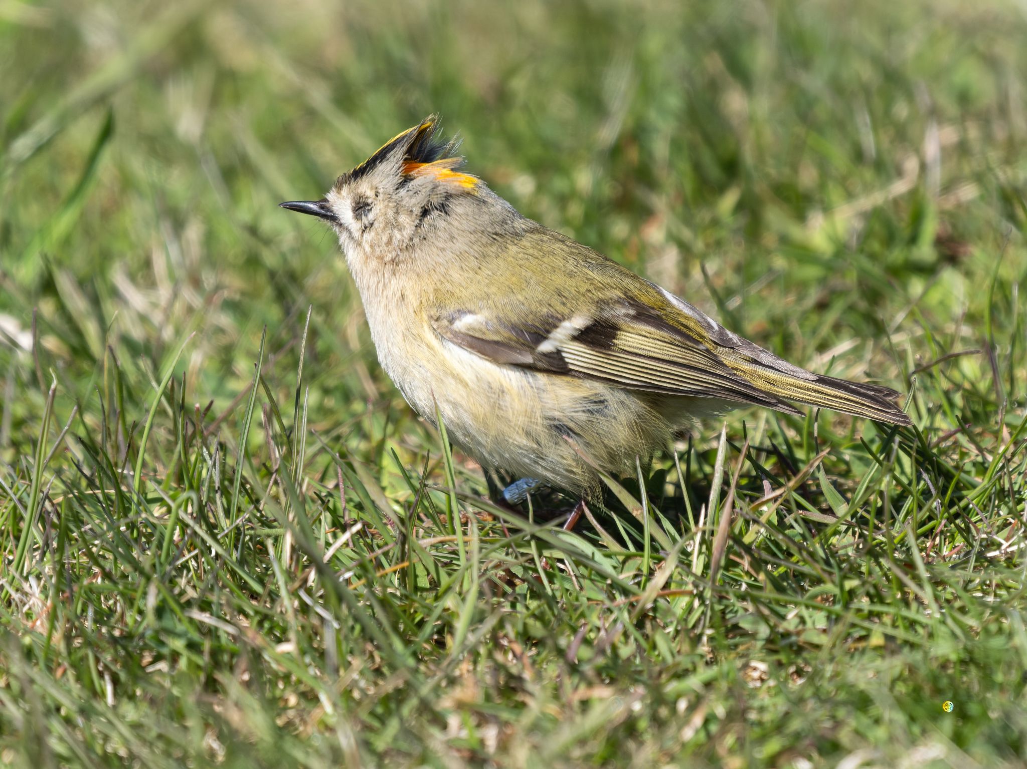 329 260424 1220 H  1HR1426 DxO DeepPRIME 3